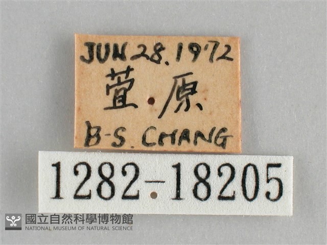 金鎧蛺蝶藏品圖，第3張