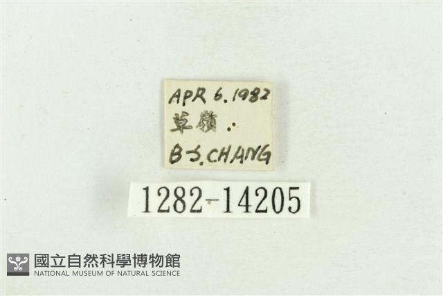 弧角散紋夜蛾藏品圖，第3張