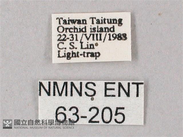 直翅斜紋天蛾藏品圖，第3張