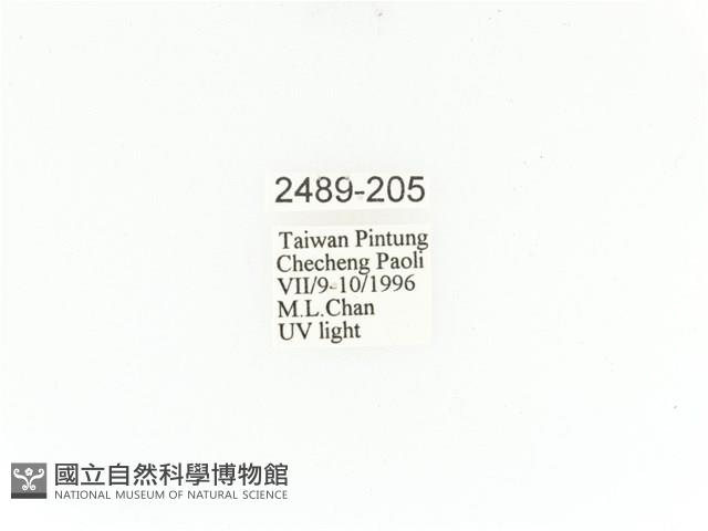 臺灣角金龜藏品圖，第2張