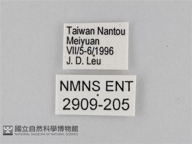 豆環蛺蝶藏品圖，第3張