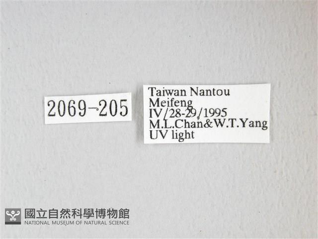 紅目天蠶蛾藏品圖，第3張