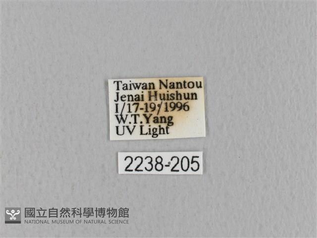 青枯葉蛾藏品圖，第3張