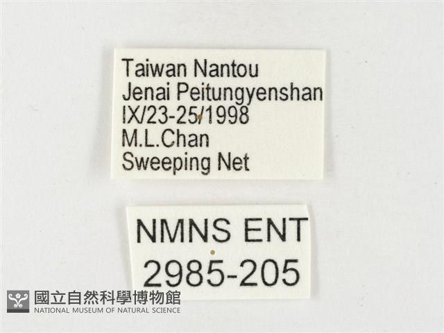 紋黃粉蝶藏品圖，第3張