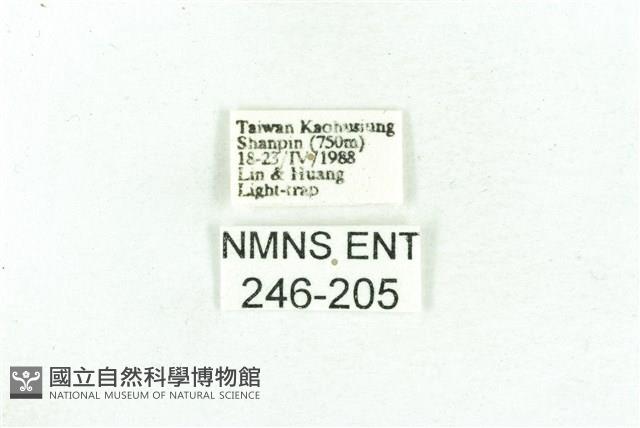 乳白斑燈蛾藏品圖，第3張