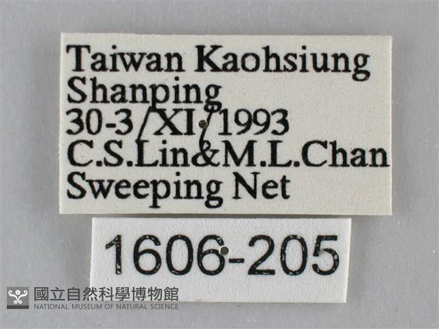 纖粉蝶、黑點粉蝶藏品圖，第3張