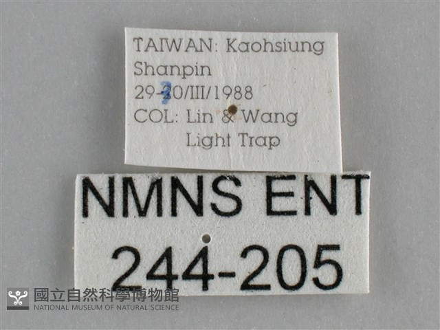 鱗紋眼蛺蝶藏品圖，第3張