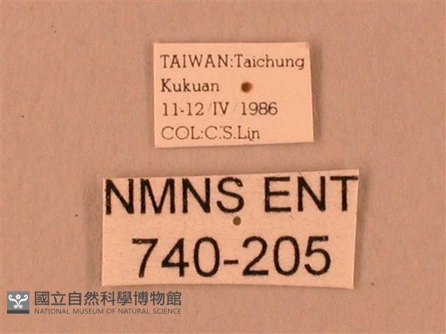 臺灣鋸翅天蛾藏品圖，第3張