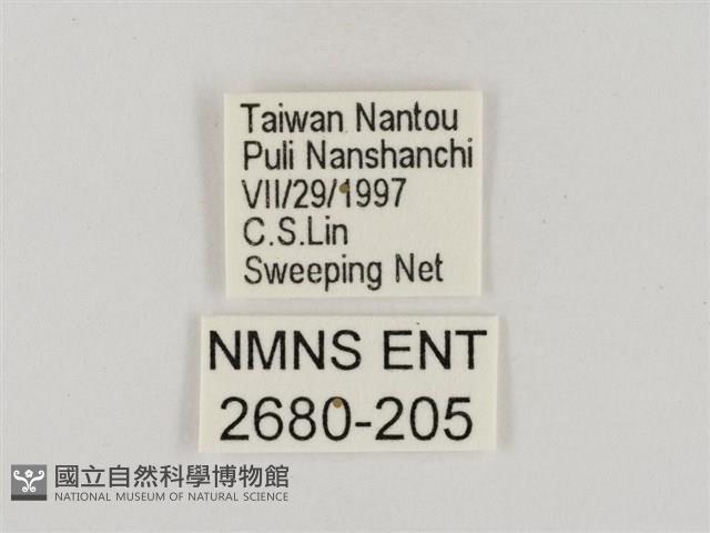 淡褐脈粉蝶藏品圖，第3張