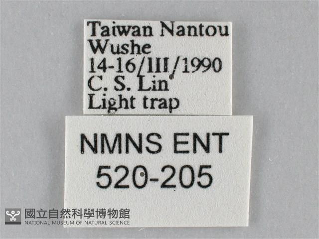 斜紋夜盜蛾藏品圖，第3張