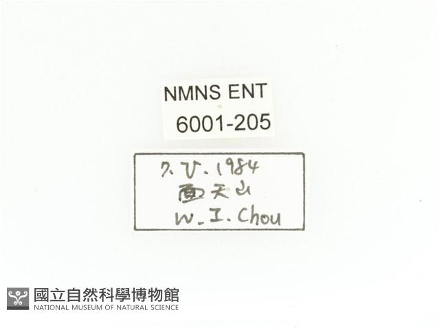 臺灣角金龜藏品圖，第2張
