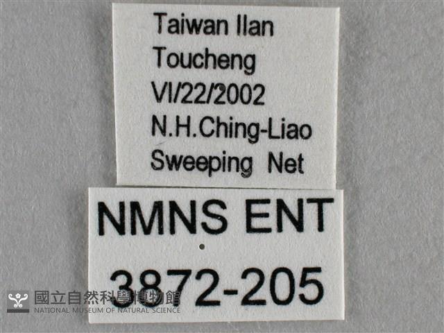 波灰蝶藏品圖，第3張