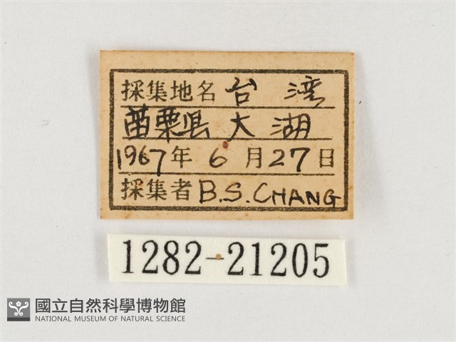 淺色眉眼蝶藏品圖，第3張
