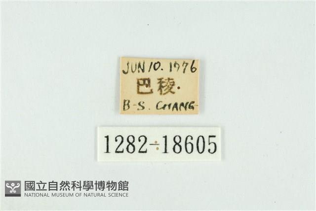 霧社翠灰蝶藏品圖，第3張