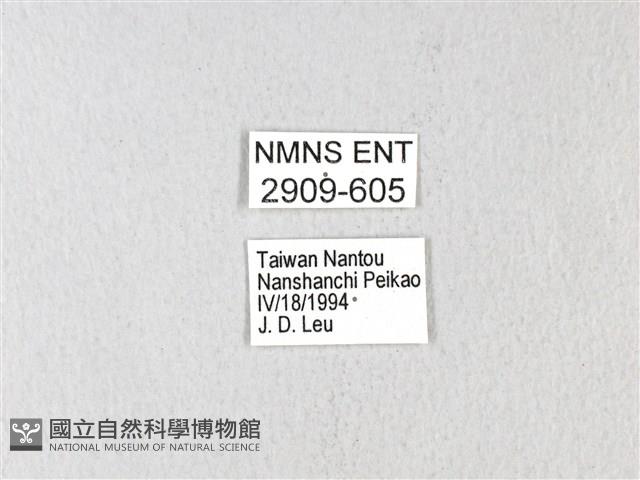 黃星斑鳳蝶藏品圖，第3張