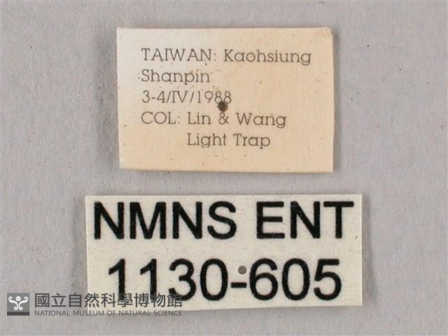 直翅六點天蛾藏品圖，第3張