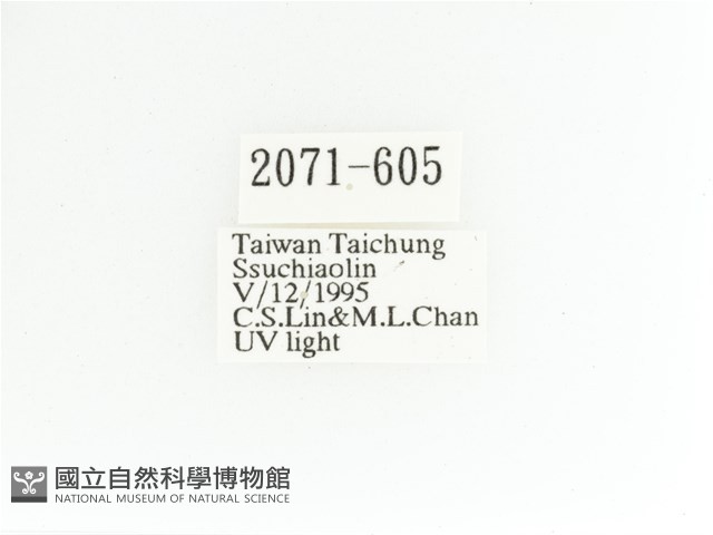 艷金龜藏品圖，第2張