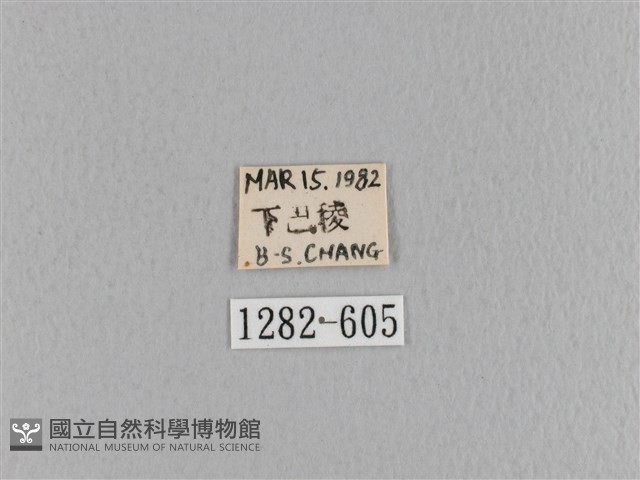 臺灣枯葉蛾藏品圖，第3張