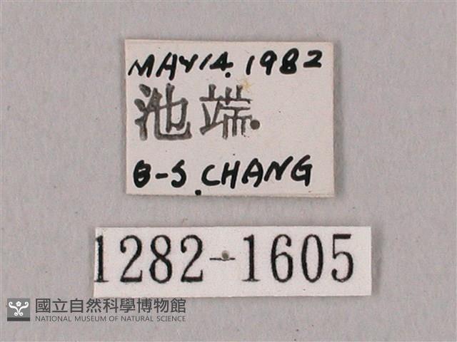 粗斜紋天蛾藏品圖，第3張