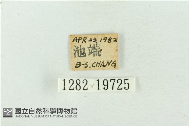 藕太波紋蛾藏品圖，第3張