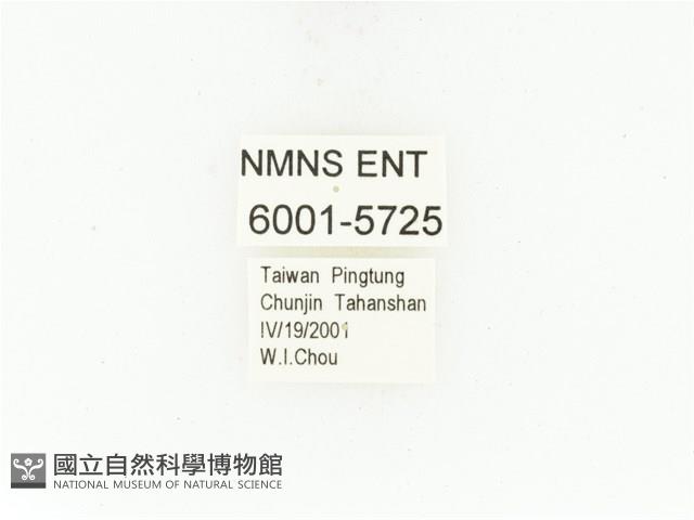 臺灣白條金龜藏品圖，第2張