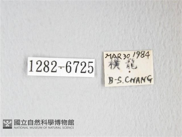 圓翅大鉤蛾藏品圖，第3張