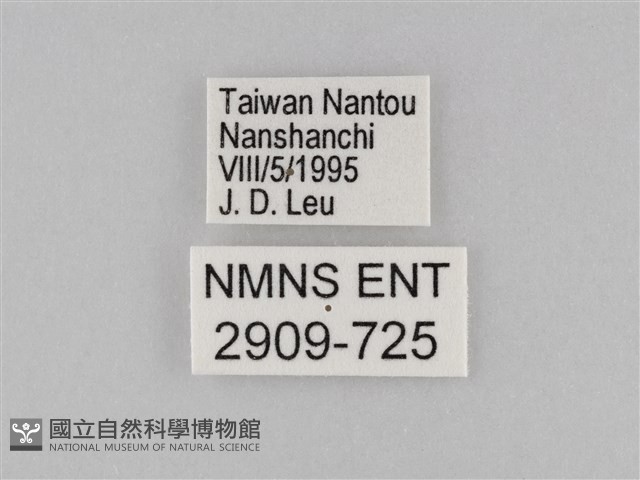 小波眼蝶藏品圖，第3張