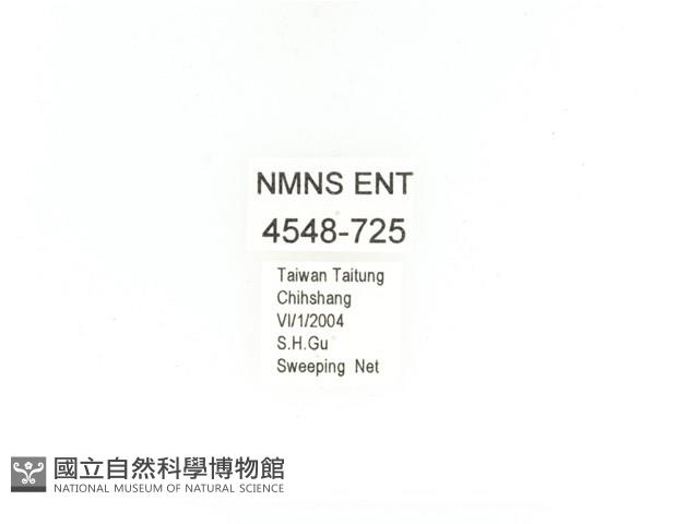 金艷騷金龜藏品圖，第2張