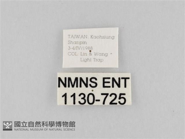 斜紋夜盜蛾藏品圖，第3張