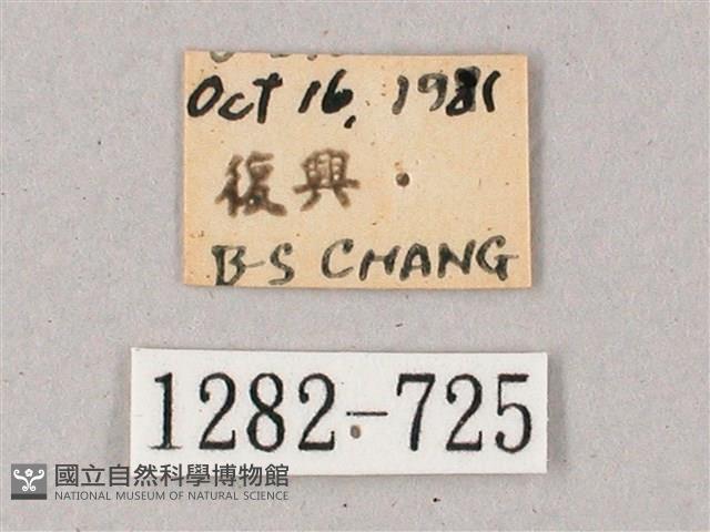 雙斑白肩天蛾藏品圖，第3張