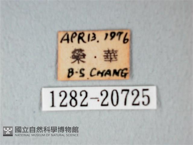 細邊琉灰蝶藏品圖，第3張