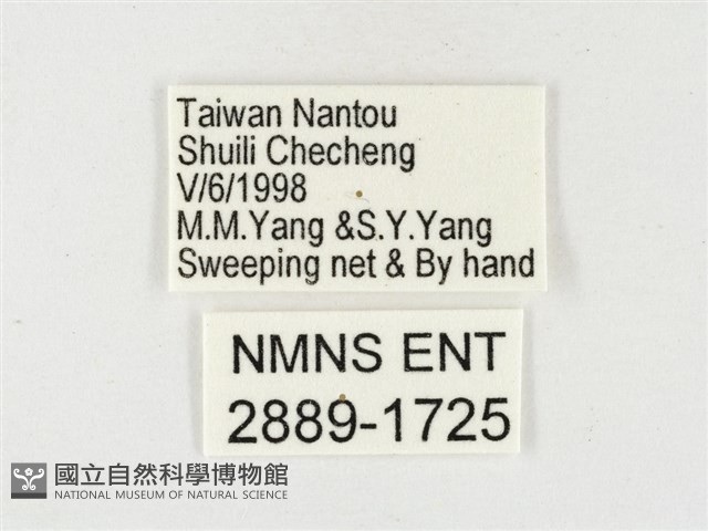 淡色黃蝶藏品圖，第3張