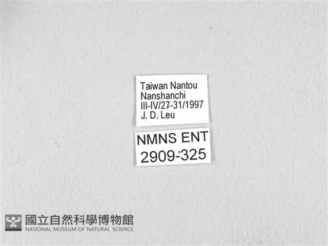 斑鳳蝶藏品圖，第3張
