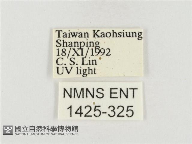 榕透翅毒蛾藏品圖，第3張