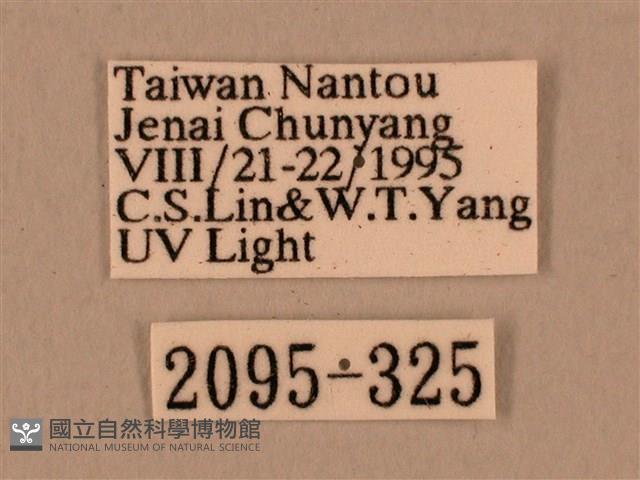 背中白天蛾藏品圖，第3張