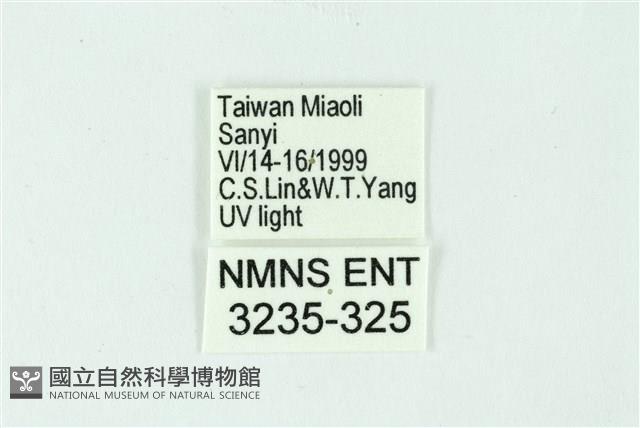 三條橙燈蛾藏品圖，第3張