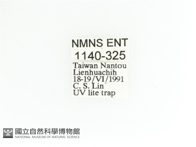 艷金龜藏品圖，第2張