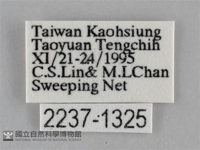 纖粉蝶藏品圖，第3張