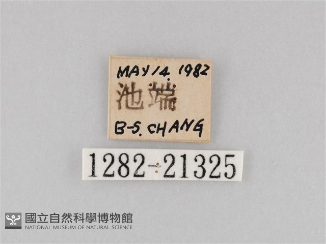 大波眼蝶藏品圖，第3張