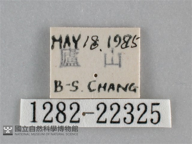 眉原褐刺蛾藏品圖，第3張