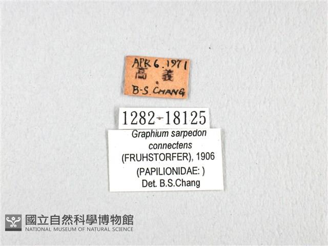 青帶鳳蝶藏品圖，第3張