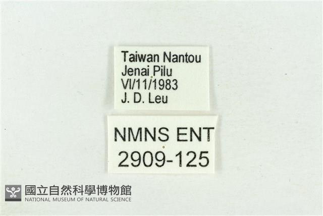 珠灰蝶藏品圖，第3張