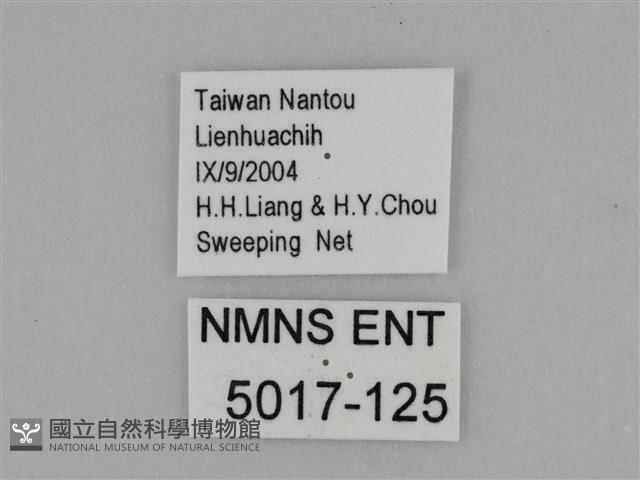 亮色黃蝶藏品圖，第3張