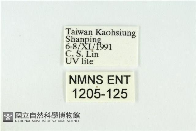 黑翅黃毒蛾藏品圖，第3張