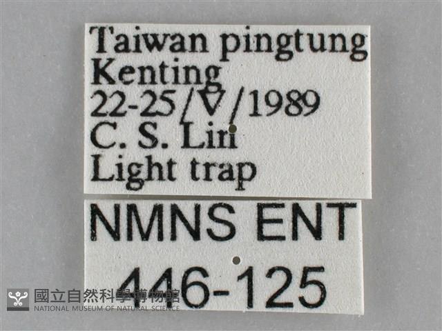 褐點仿眉刺蛾藏品圖，第3張