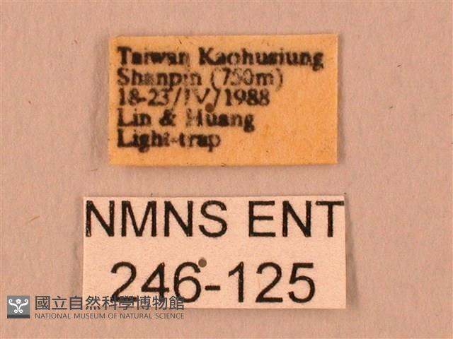 波紋豆天蛾藏品圖，第3張