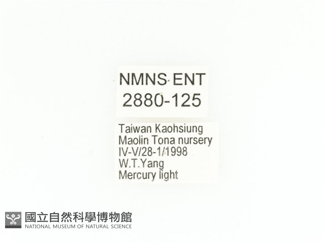 臺灣鍬形金龜藏品圖，第2張