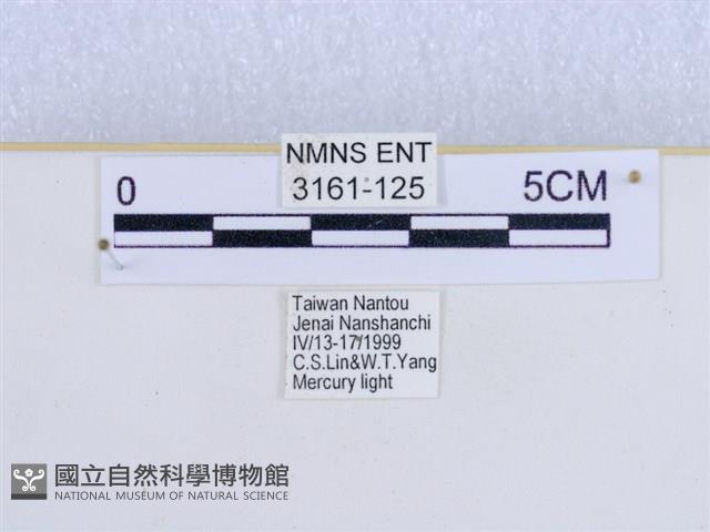 巨網燈蛾藏品圖，第3張