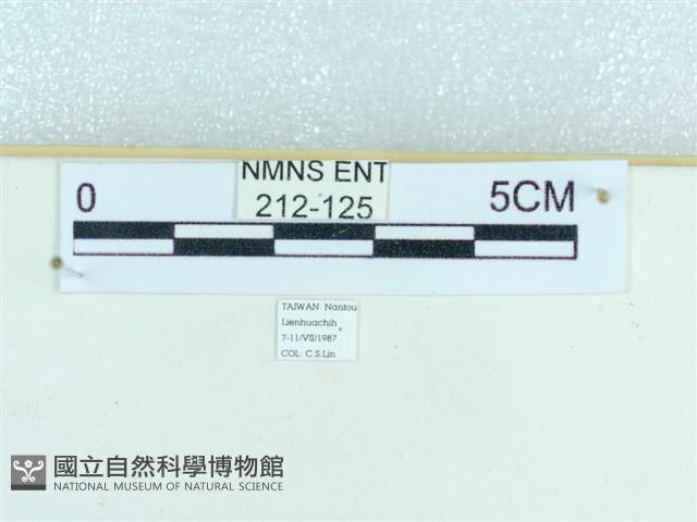 粉蝶燈蛾藏品圖，第3張