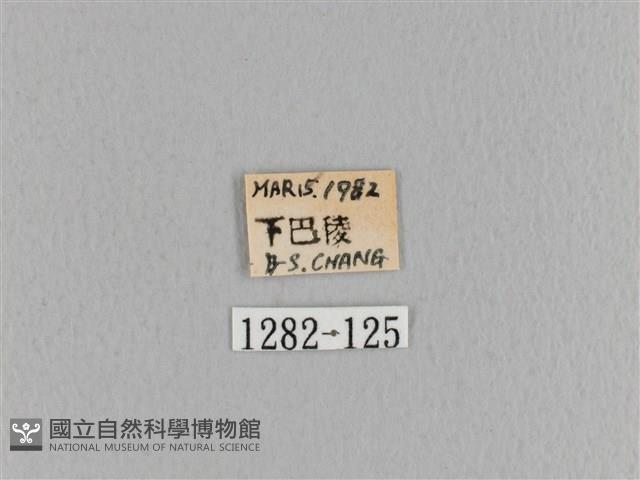 臺灣枯葉蛾藏品圖，第3張